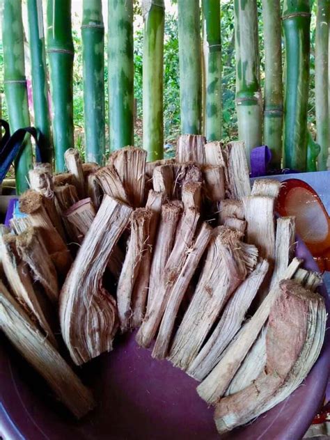 alingatong roots.